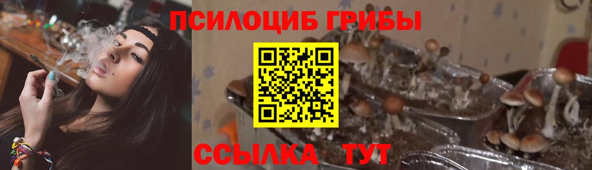 Псилоцибиновые грибы мухоморы Шали